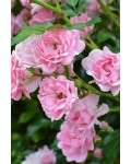 Троянда поліантова Фейрі | Роза полиантовая Фейри | Rosa polyantha The Fairy